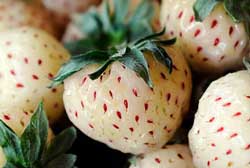 Коммерческие ягоды ягоды доступны только в течение пяти недель