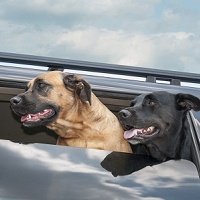 Путешествие с безудержной собакой может оставить водителей в Соединенном Королевстве с огромным штрафом и еще большей проблемой автострахования